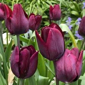 Blackjack Tulip (Tulipa Blackjack) Img 2